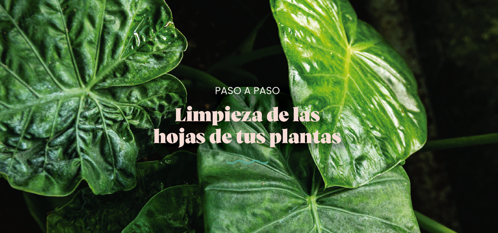 PASO A PASO | Limpieza de hojas