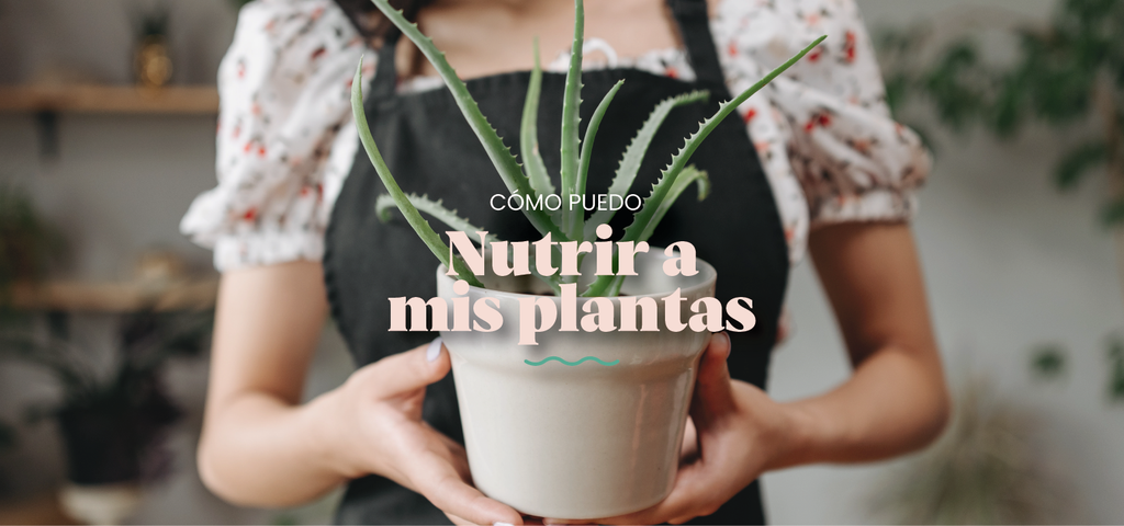 ¿Cómo nutrir mis plantas?
