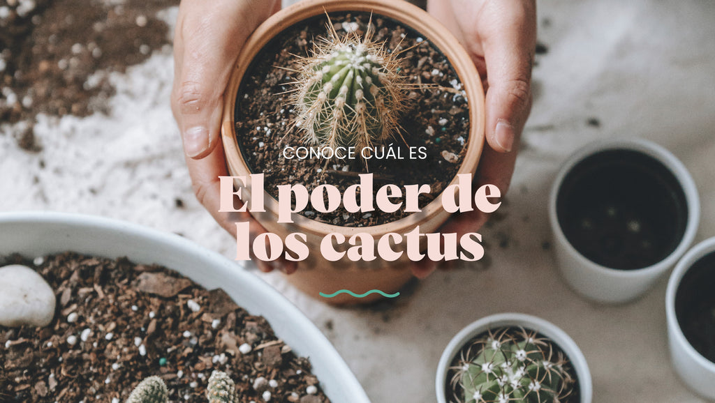 ¿Sabes cuál es el poder de los cactus?